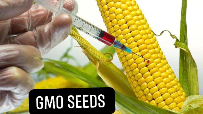 GMO seeds in Africa: Food security, public health and future of our indigenous seeds        By Chuks Nwokobia